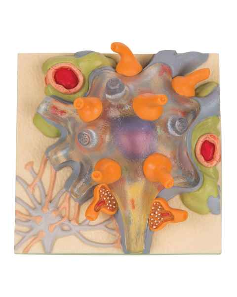 3B Scientific C40-1 Neuron Cell Body