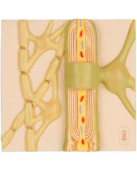 Myelin Sheaths of The CNS