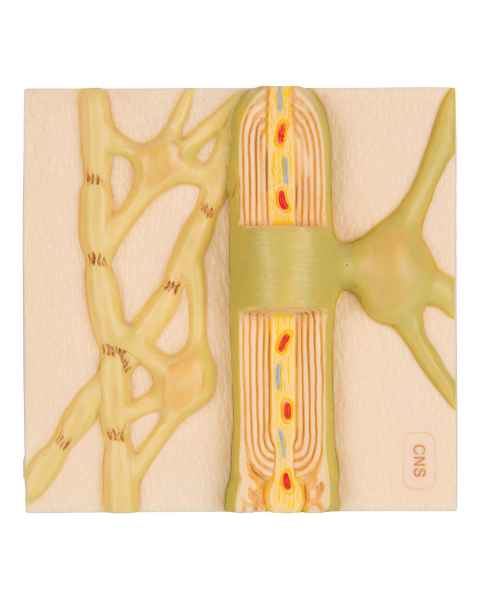 Myelin Sheaths of The CNS