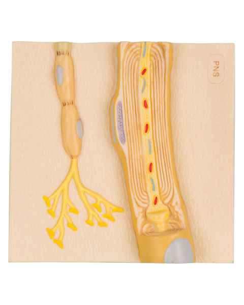 Schwann Cells of The PNS