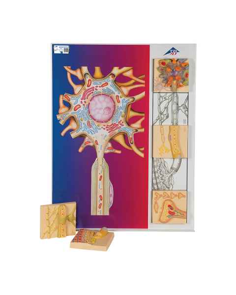 3B Scientific C40 "Physiology of Nerves" Series - 5 Models, 3B Smart Anatomy