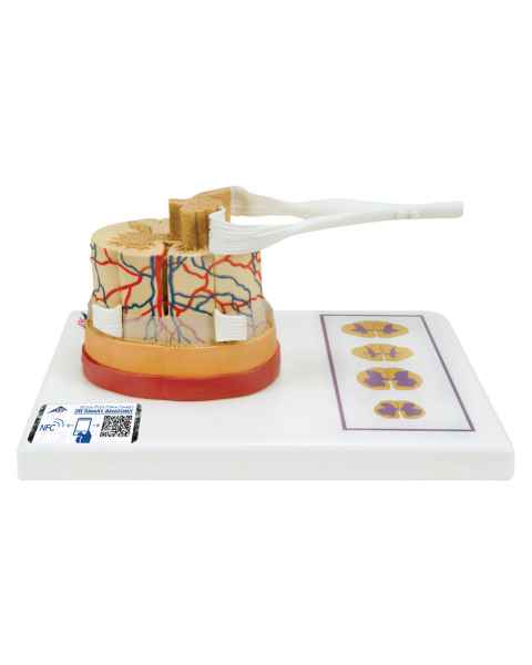 Spinal Cord with Nerve Branches