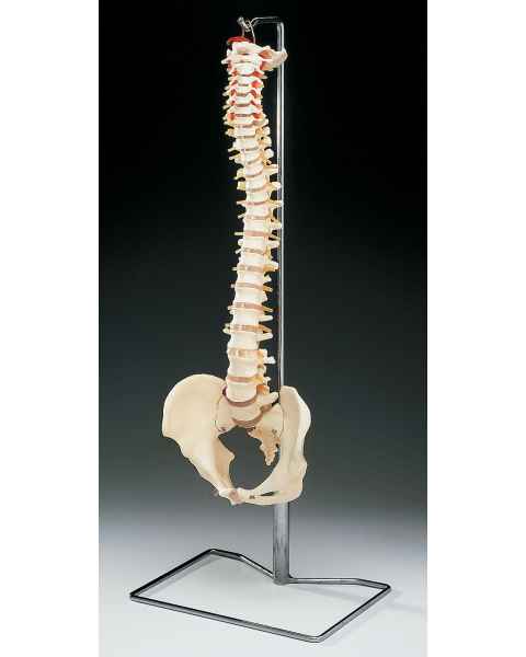 Budget Vertebral Column on Hanging Stand