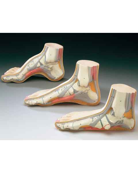 Foot Model Set