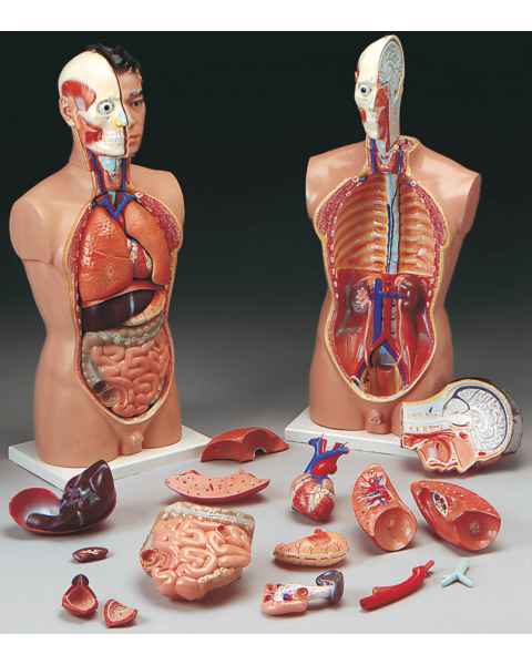 Featured image of post Human Torso Anatomy Model Labeled Examining the human torso model