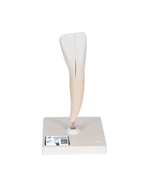 3B Scientific D10/1 Lower Incisor 2-Part - 3B Smart Anatomy