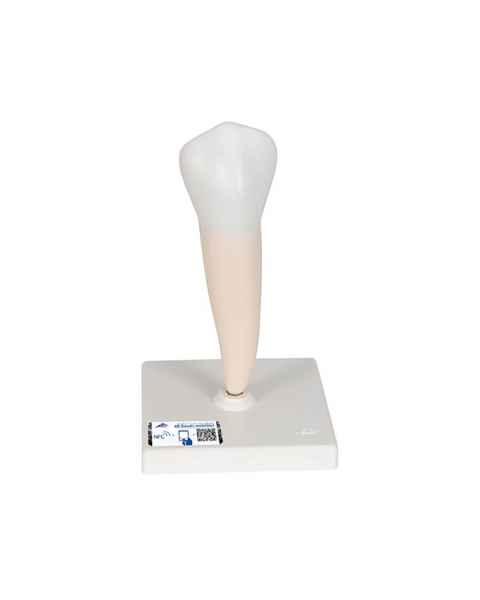 3B Scientific D10-3 Lower Single-Root Pre-Molar - 3B Smart Anatomy