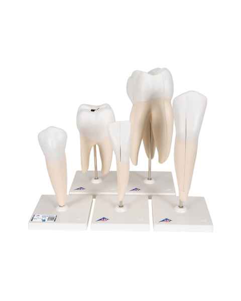 Classic Tooth Model Series