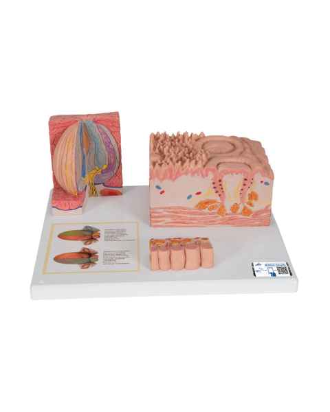 3B Scientific D17 MicroAnatomy Tongue Model - 3B Smart Anatomy