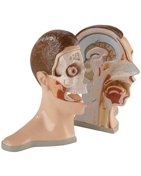 5-Part Bisected Head