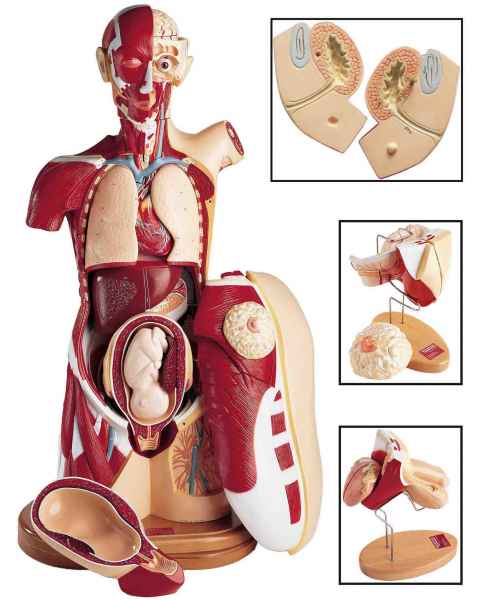 Multi-Torso: Male, Female, Sexless, 3rd Trimester Configurations