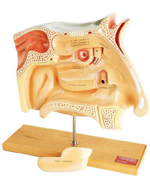 Human Sinus Model - 4x Life-Size