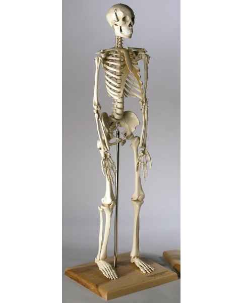 Mini Skeleton 28 Inches