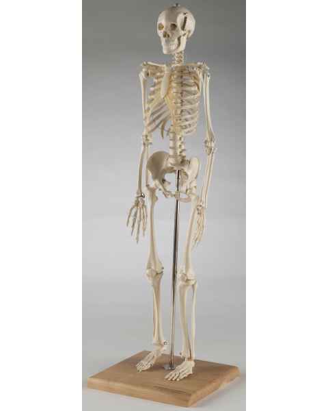 Mini-Skeleton with Flexible Spine
