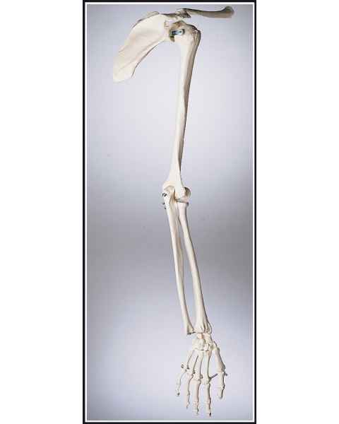 Premier Arm Skeleton with Shoulder Girdle & Hand