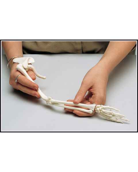 Premier Mini-Arm Skeleton with Shoulder Girdle & Hand