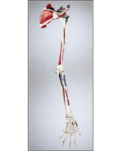 Premier Arm Skeleton with Painted & Labeled Muscle Attachments