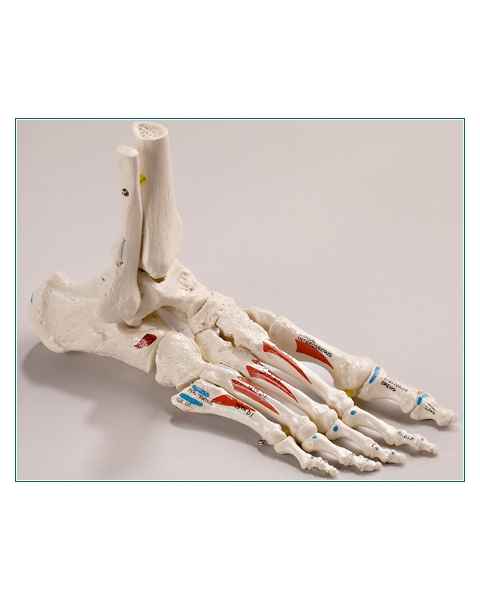 Premier Elastic Mounted-Foot with Distal Tibia & Fibula - Painted & Labeled Muscle Attachments