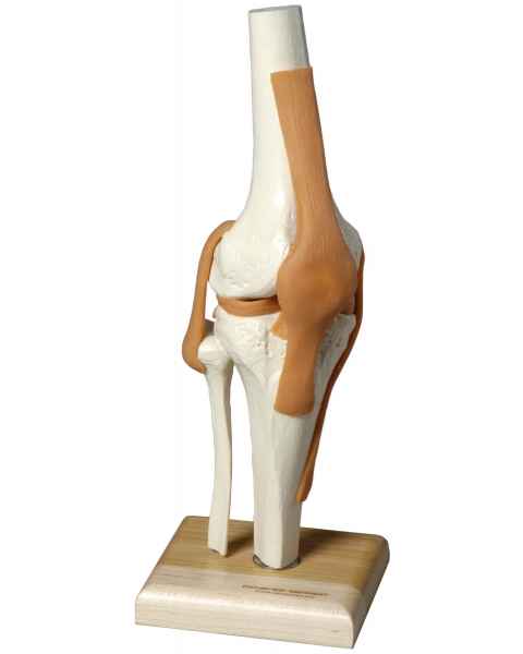 Ultraflx Ligamented Knee - Functional Replica