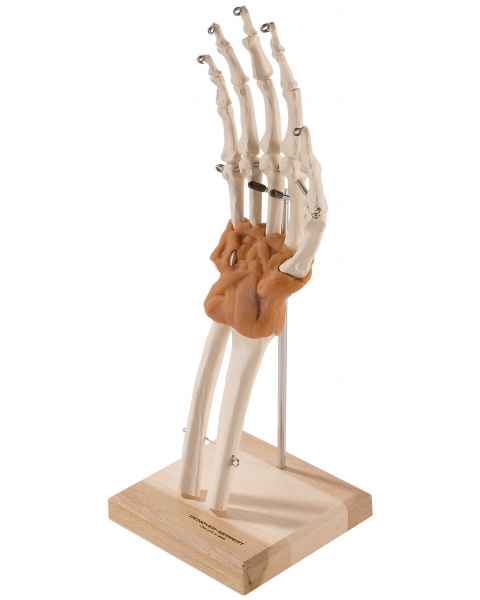 Ultraflex Ligamented Hand & Wrist - Functional Replica