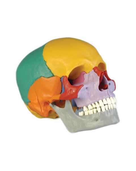 18-Piece Take-Apart Color Coded Skull