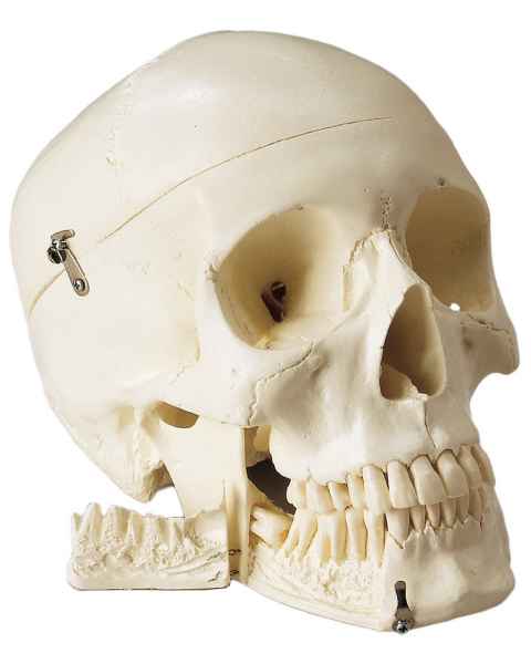 Standard Premier 4-Part Skull