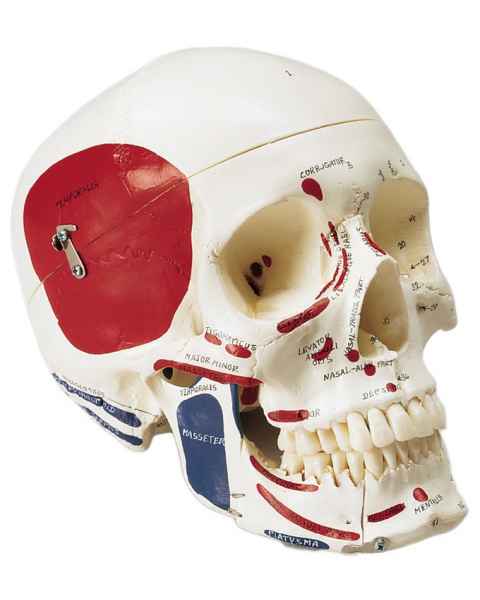 Premier Skull - Painted and Labeled Muscle Attachments