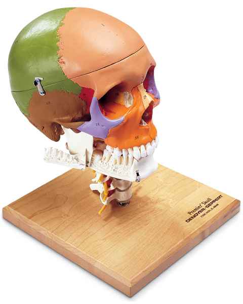 Premier Color-Coded Teaching Skull on Cervical Spine