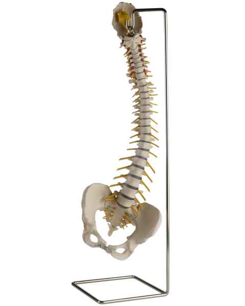 Flexible Spine with Female Pelvis without Femur Heads