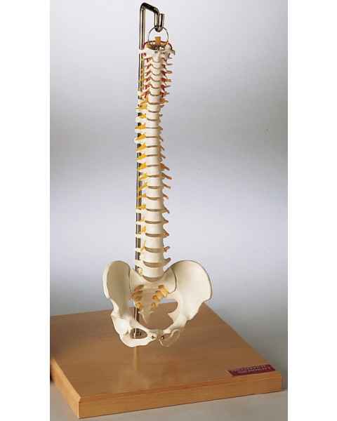 Premier Flexible Mini-Spine with Pelvis