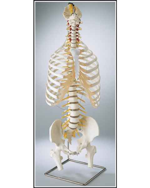 Premier Flexible Spine with Thorax & Movable Femur Heads