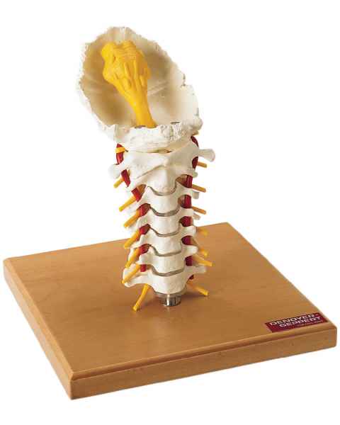 Premier Flexible Cervical Spine with Nerves & Arteries