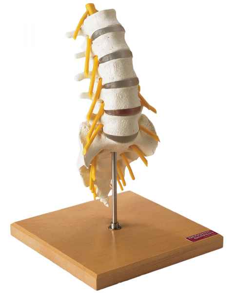 Premier Flexible Lumbar Spine with Sacrum & Spinal Cord