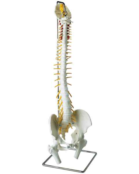 Ultraflex Spine with Movable Femur Heads