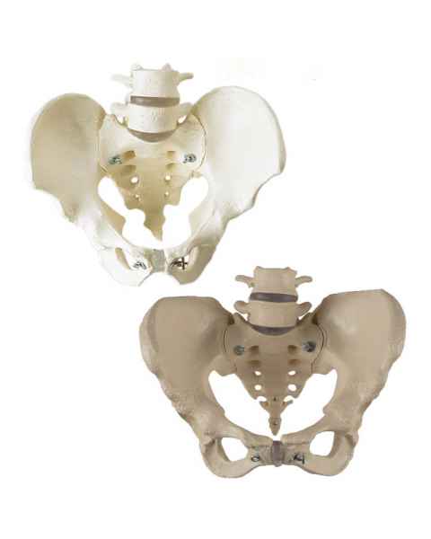 Premier Male & Female Pelvis Set