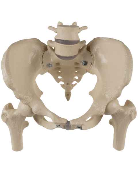 Premier Female Pelvis with Femur Heads