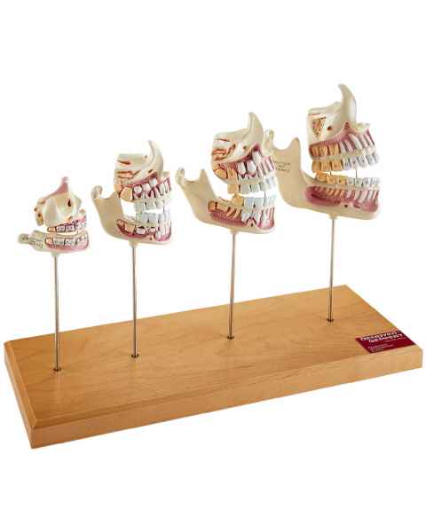 Teeth and Jaw Development Set