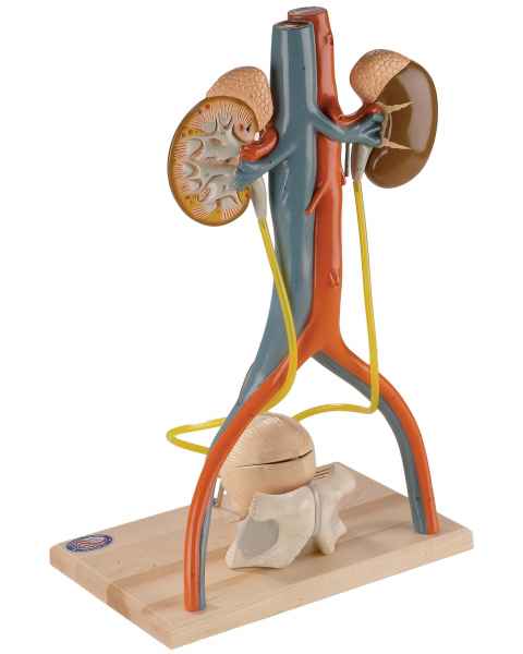 Deluxe Urinary System Model