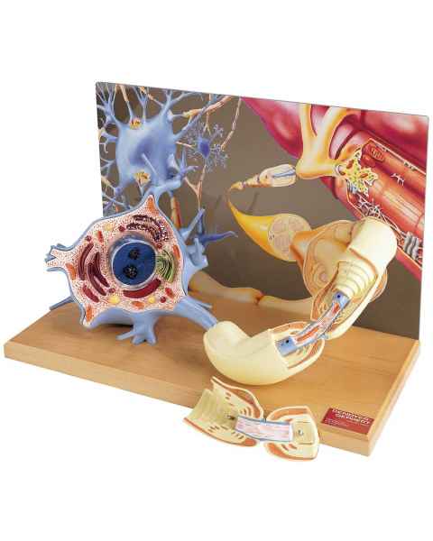 Motor Neuron Diorama