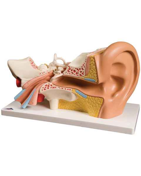 Ear Model 4-Part 3 Times Life-Size