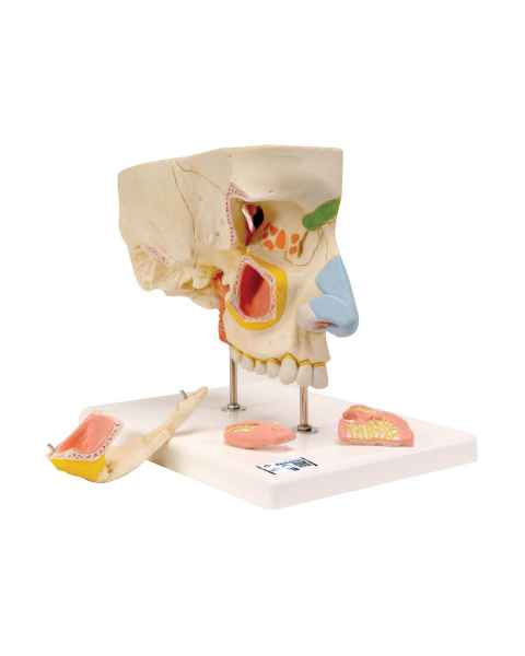 3B Scientific E20 Nose Model with Paranasal Sinuses 5-Part - 3B Smart Anatomy
