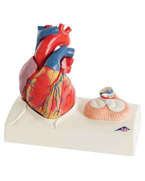 Heart Model - Natural Size