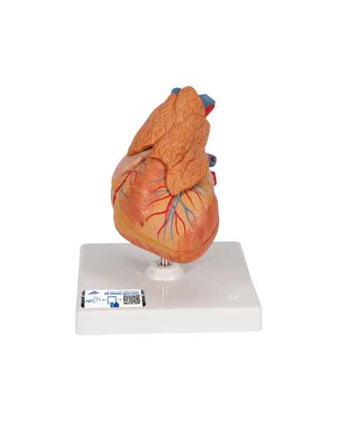 3B Scientific G08-1 Classic Heart Model with Thymus 3-Part - 3B Smart Anatomy