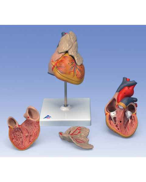 Classic Heart Model with Thymus 3-Part