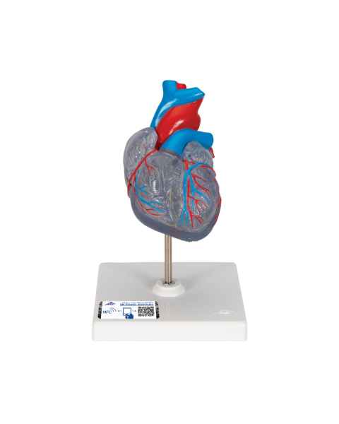 3B Scientific G08-3 Classic Heart Model with Conducting System 2-Part - 3B Smart Anatomy