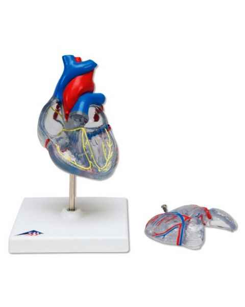 Classic Heart Model with Conducting System 2-Part