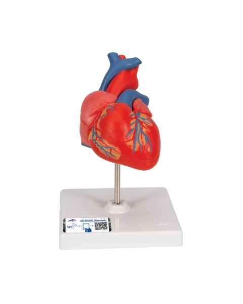 3B Scientific G08 Classic Heart Model 2-Part - 3B Smart Anatomy