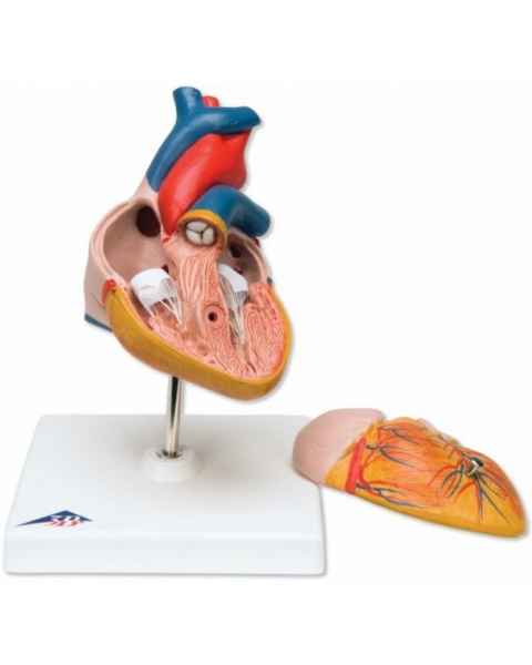 Classic Heart Model 2-Part