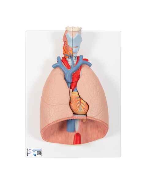 3B Scientific G15 Lung Model with Larynx 7-Part - 3B Smart Anatomy