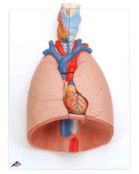 Lung Model with Larynx 7-Part